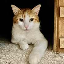 adopt-pet