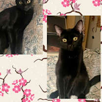 Thumbnail photo of Suri #3