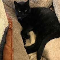 Thumbnail photo of Salem #1