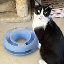 Thumbnail photo of Picasso #4