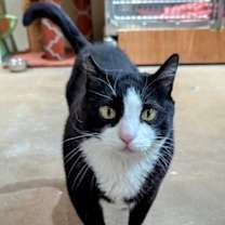 Thumbnail photo of Tommy #1