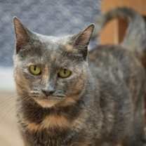 Thumbnail photo of Calypso #1