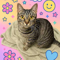 Thumbnail photo of Skylark #3