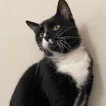 Thumbnail photo of CHARLIE CAT #1