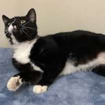 Thumbnail photo of CHARLIE CAT #2