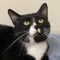 Thumbnail photo of CHARLIE CAT #3