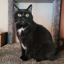 Thumbnail photo of Nebula (25-046 C) #1