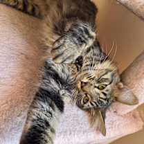 Thumbnail photo of Ziggy #1