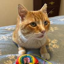 Thumbnail photo of Totoro #1