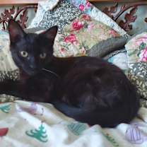 Thumbnail photo of Stanley #2