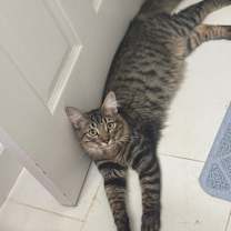 Thumbnail photo of Ziggy #2