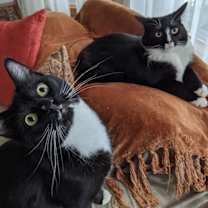 Thumbnail photo of Banjo #4