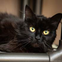 Thumbnail photo of Silvie #1