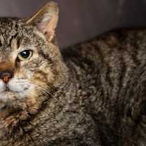 Thumbnail photo of Big Boy #3