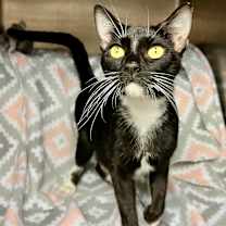 adopt-pet