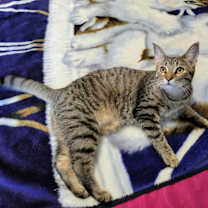 Thumbnail photo of MEGAN #3