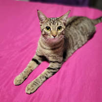 Thumbnail photo of NICOLE #1