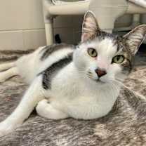 Thumbnail photo of Baby Boy (in foster) #2