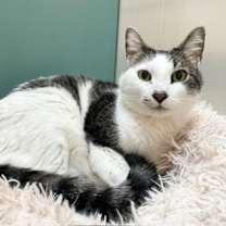 Thumbnail photo of Baby Boy (in foster) #3