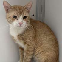 Thumbnail photo of Chance (FIV+) #2