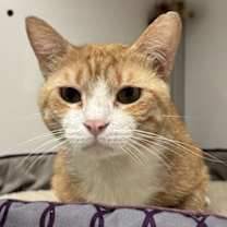 Thumbnail photo of Chance (FIV+) #3