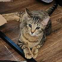 Thumbnail photo of Jasper (Tabby) #1