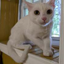 Thumbnail photo of Sweet-Pea #3