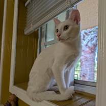 Thumbnail photo of Sweet-Pea #4