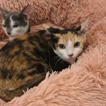 Thumbnail photo of Szechuan #3