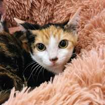 Thumbnail photo of Szechuan #4