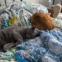 Thumbnail photo of Nimbus #3