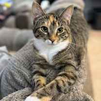 Thumbnail photo of Tally #3