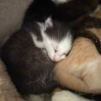 Thumbnail photo of Raffi #2