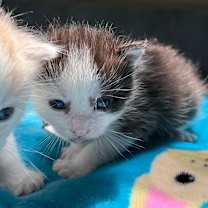 Thumbnail photo of Raffi #3