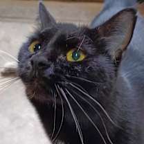 Thumbnail photo of BonBon #3