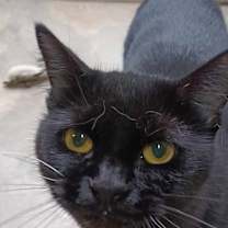 Thumbnail photo of BonBon #4