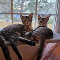 Thumbnail photo of Jasper (Tabby) #2