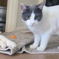 Thumbnail photo of Knife #1