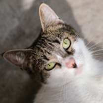 Thumbnail photo of Panini #1