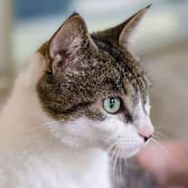 Thumbnail photo of Panini #2