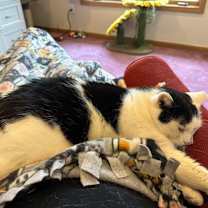 Thumbnail photo of Shawnee #1