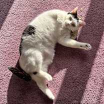 Thumbnail photo of Shawnee #2