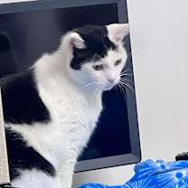 Thumbnail photo of Shawnee #3