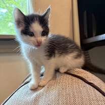 Thumbnail photo of Murph #3