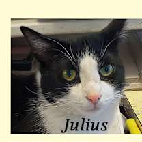 Thumbnail photo of JULIUS #1