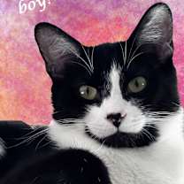 Thumbnail photo of JOEY #1