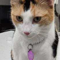 Thumbnail photo of Dana/Diana #2