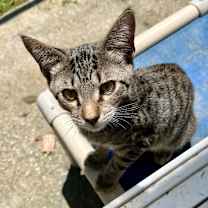 Thumbnail photo of Yak #3