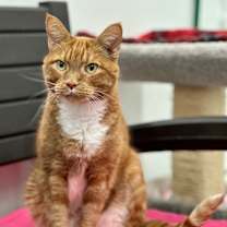 Thumbnail photo of Bugsy #2