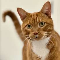 Thumbnail photo of Bugsy #3